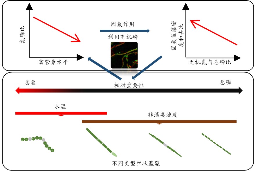 水生所在洪湖絲狀藍藻對環(huán)境因子響應機制研究中取得進(jìn)展